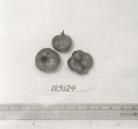 Click for 1 image(s) for this accession. FRUIT